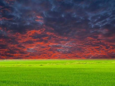 Green paddy and sky