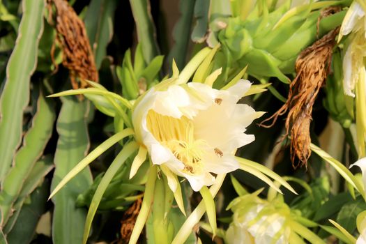 Dragon flower