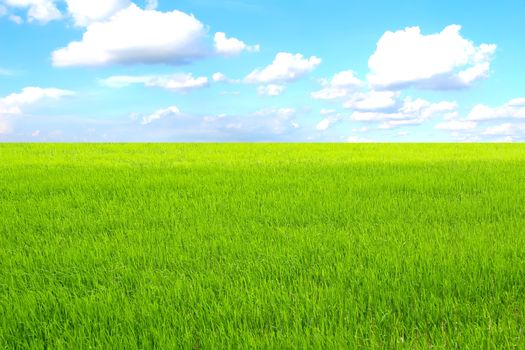 paddy field