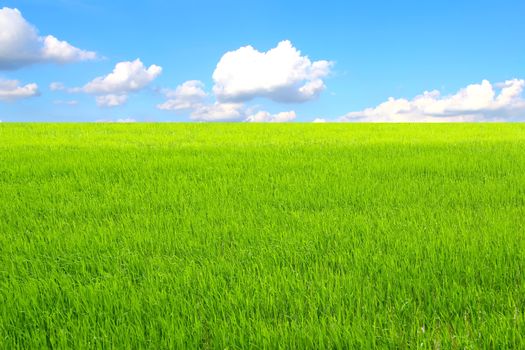 paddy field