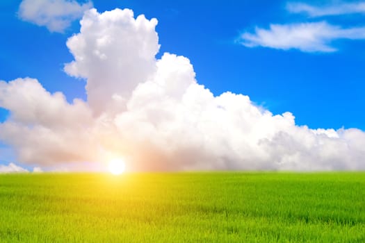 Green paddy and sky