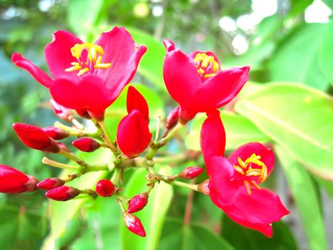 red flower