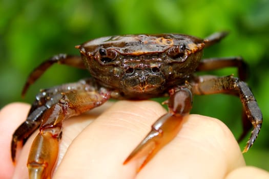 Crab 