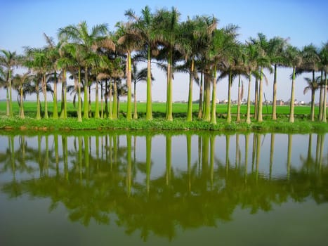palm tree