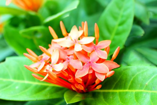 red flower	