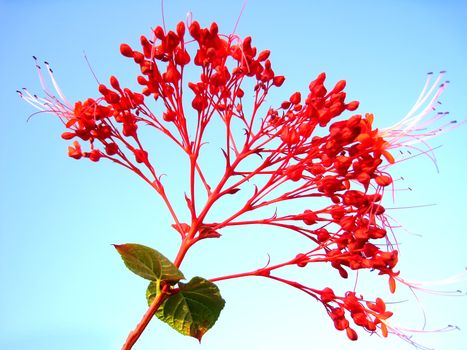red flower