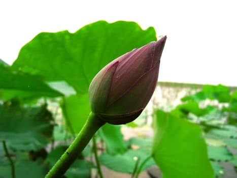 lotus pond