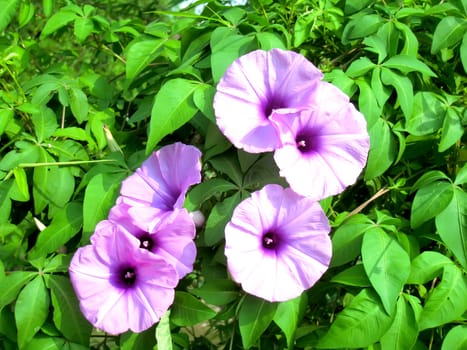 purple flower