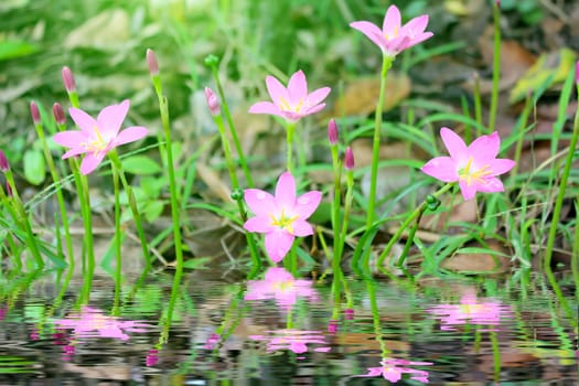 pink flowers blooming
