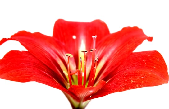 red lily