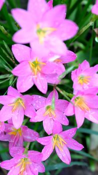 pink flowers blooming