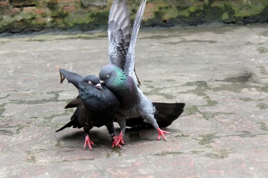 Couple of Pigeons