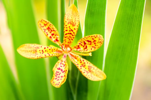 yellow flower