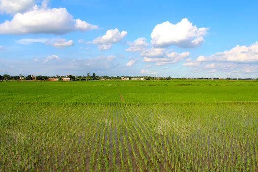 paddy field