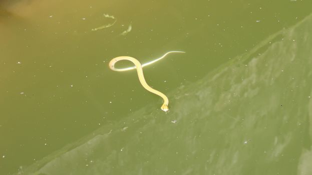 snake in the water