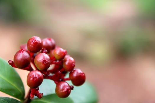 Red and sweet fruit on a branch
