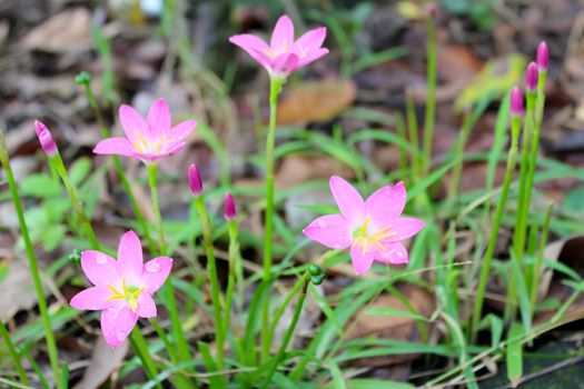 pink flowers blooming