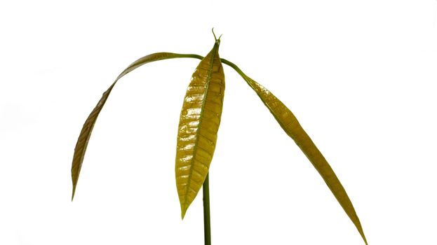 seedling isolated on white background