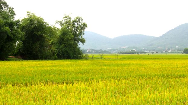 paddy field