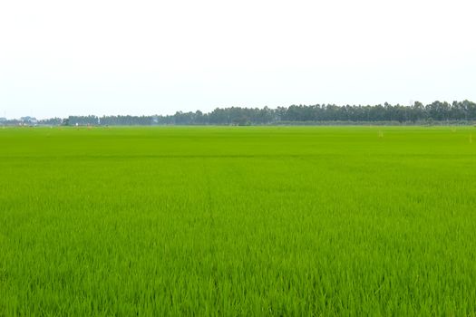 paddy field
