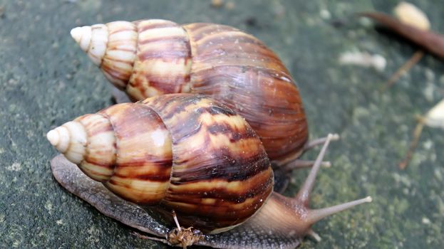snail crawling on the ground