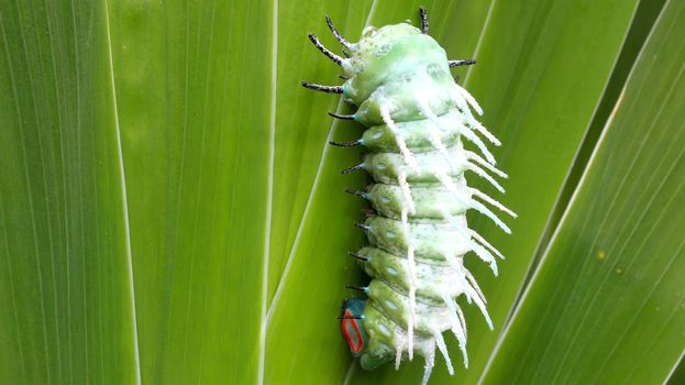 caterpillar on leaf