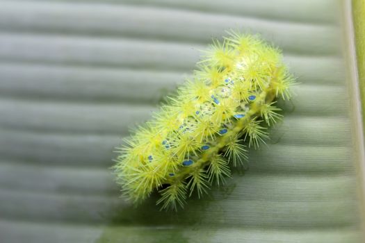 caterpillar on leaf