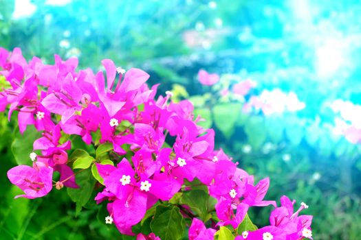 red flower