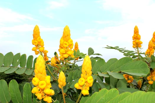 yellow flower