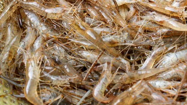 shrimp