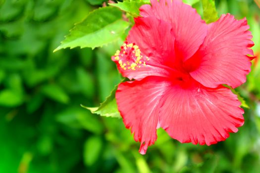 red flower