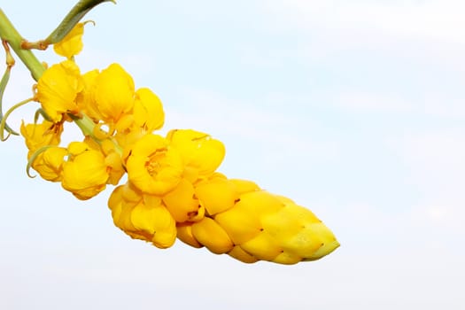 yellow flower