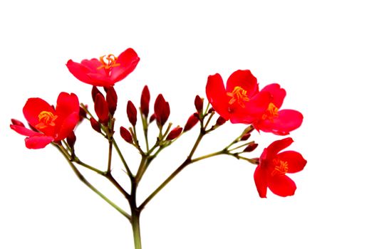red flower