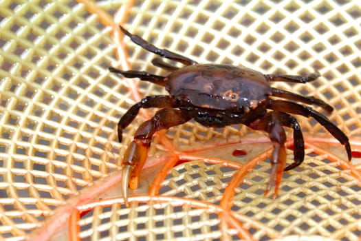 Crab 