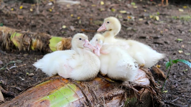 baby swans