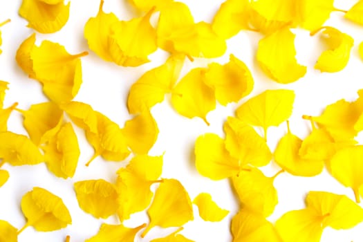 yellow flower