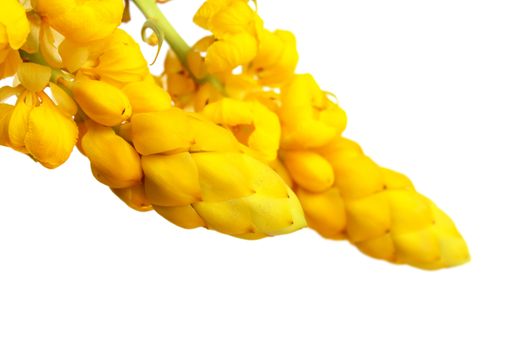 yellow flower