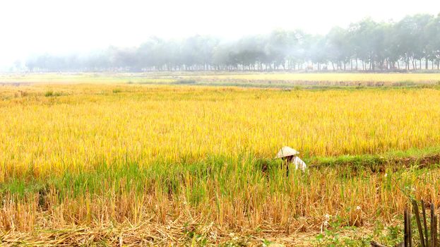 HAI DUONG, VIETNAM, November, 6: Vietnamese woman farmer harvest on a rice field on November 6, 2013 in Hai Duong, Red River Delta, Vietnam. Rice cultivation is a long tradition of people in rural Vietnam. 