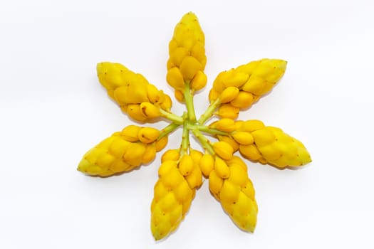 yellow flower