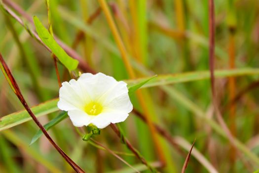white flower