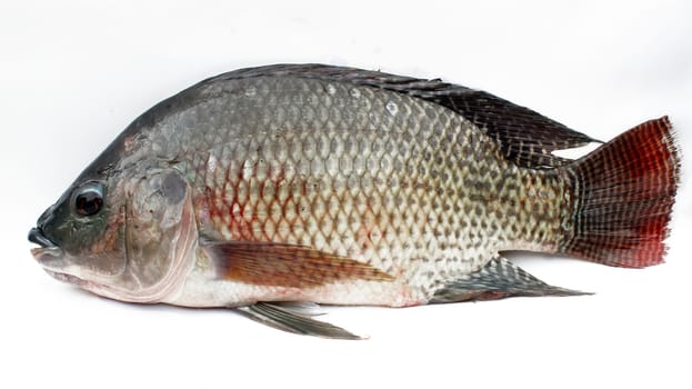 Tilapia