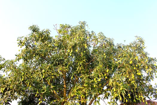 Mango