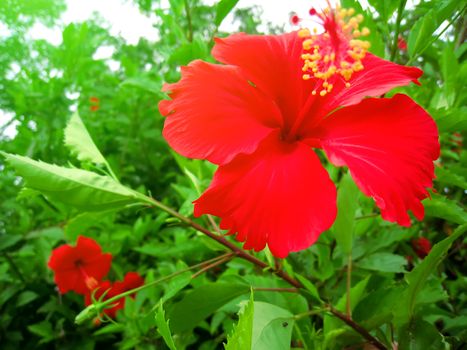 red flower	