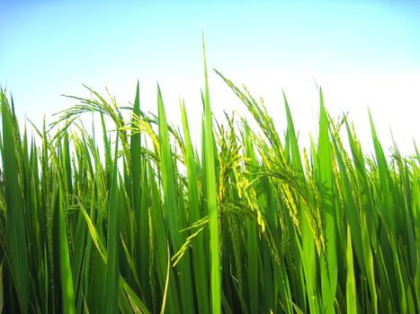 paddy field