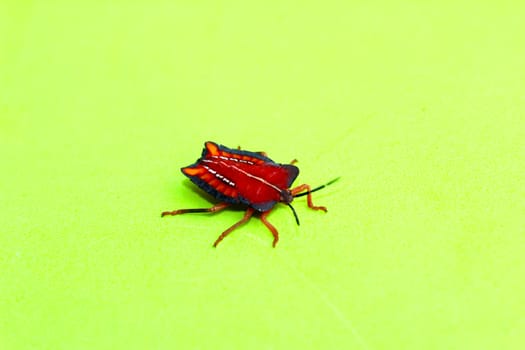 insect