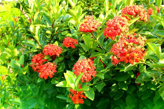 red flower