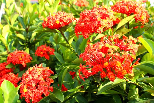 red flower