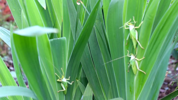 insect on leaf