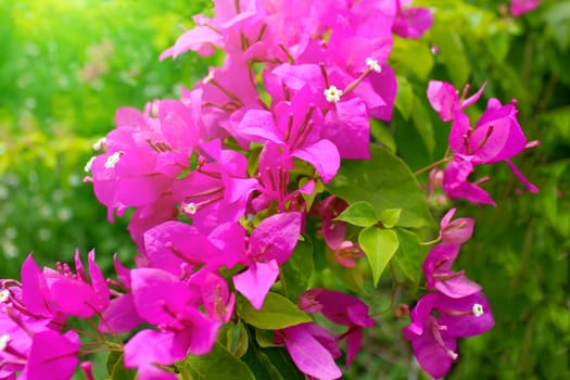 red flower blooming