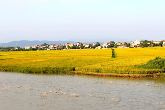 paddy field
